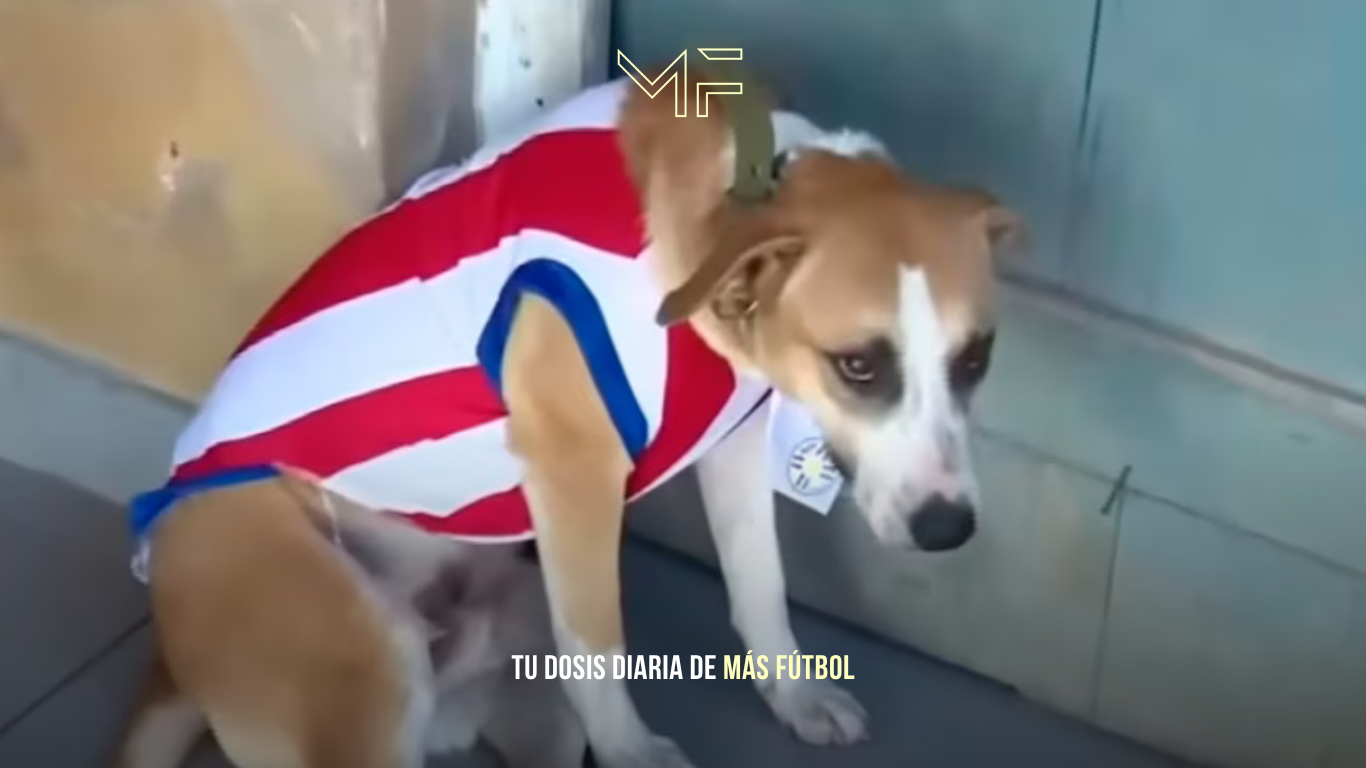 Dexter, el perro que robó el protagonismo en Paraguay