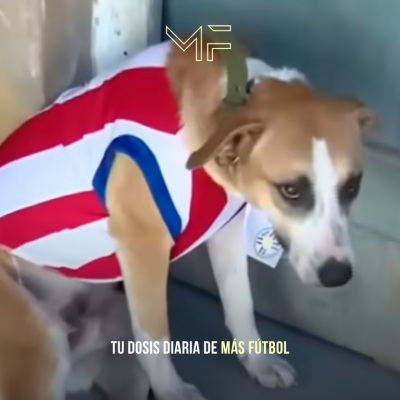 Dexter, el perro que robó el protagonismo en Paraguay